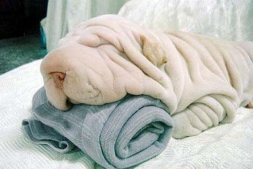 Wrinkled Dog picture