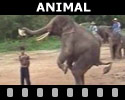 Animal Videos
