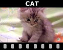Cat Videos