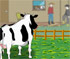 Day in the Life of a Cow