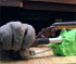 stop motion clay animation
