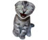online funny flash videos show stoned cat laughing.