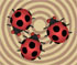Crazy Ladybugs