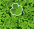 Four Leaf Clover