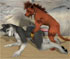 furry sex animation