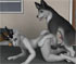 horny wolf fucks a dragon