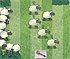 Sheep Shooting