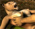 lions are fucking in this 3D furry porn