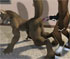 another 3D furry sex animation from h0rs3