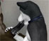 Wolf Blowjob