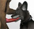 horny wolves fucking in this furry animation