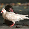 abandoned monkey who has found love with a pigeon