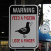 don't feed the birds, you can lose your finger
