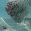 white Bengal tiger under water