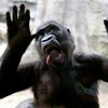 monkey scares Zoo visitors