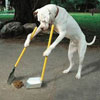 teach your dog how to remove his poop