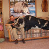 huge pig as a home pet