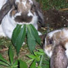 rabbit eating marihuana leaves