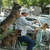 funny dog transportation