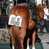 police horse having a break