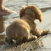 small puppy does not like water