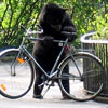 this curious bear wants to steal a bike