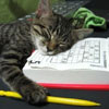 poor cat felt asleep while solving too much sudoku