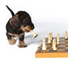 sweet puppy plays chess