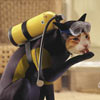 cat wears wetsuit and is ready to dive