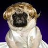 a dog with blonde wig impersonates M. Monroe