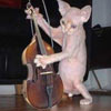 cat plays the violin