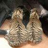 feeding two little tigers