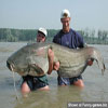 Huge fish two men can hardly carry funny animal pic