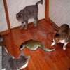 Funny pics of cats three pussies on a reptile hunt