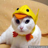 Funny cat pictures pussy in a cute chick costume