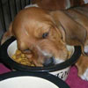 doggie fell asleep during his meal