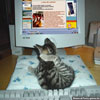 Funny pics and jokes kitten watching a bed time story on PC