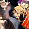 a dog kisses small kid