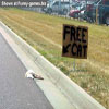 Rude photos dead kitty on a road with stupid sign
