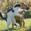 a fight between cat and dog
