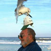 cheeky bird stelas this mans cap from his head