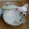 cute dog rests in the sugar basin