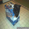 Fun photos recycling opportunities for cat owners