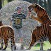 he is teasing three wild tigers