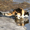 a bird saving a cat from drowning