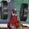 this is nice shot from animal olympics