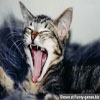 Funny pictures of cats cute sleepy kitty