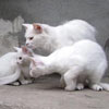 those three cats are going to have good lunch