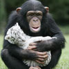 adult monkey taking care of tiger puppy