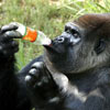 a monkey loves taste of its orange soda